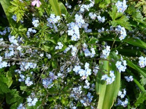 embercombe-forget-me-nots
