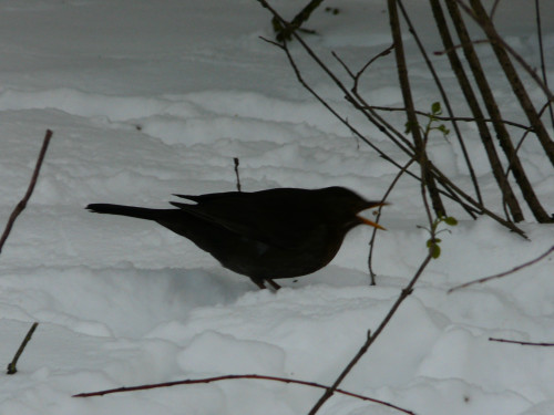 blackbird Aquarius